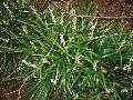 Monroe White Liriope / Liriope muscari 